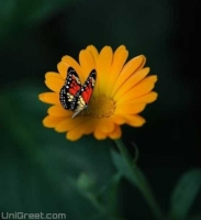 whatsapp dp flowers with butterfly